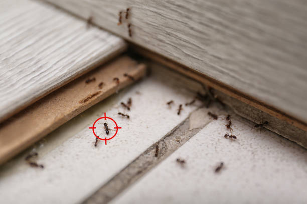 Best Insect Control  in Jim Thorpe, PA